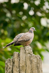 Vogel