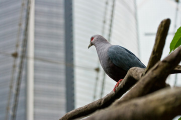 Vogel