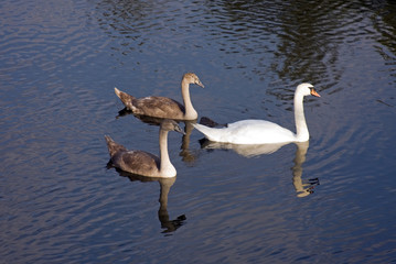 Swan family