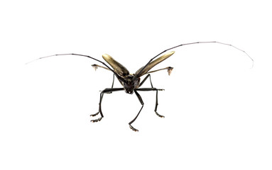 Capricorn beetle