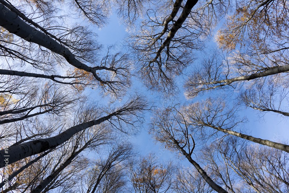 Wall mural treetops and trunks