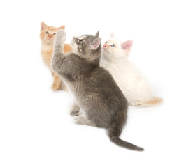 Three kittens on a white background