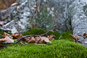 Green miniature deep in a forest