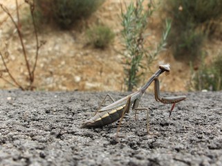 mantis religiosa