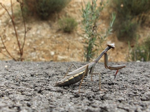 mantis religiosa
