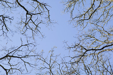Looking up at oak tree branches against sky