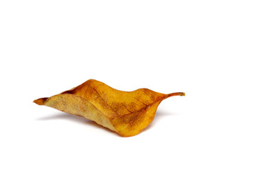 Fototapeta premium Withered Leaf