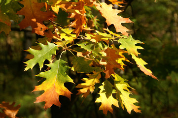 Colorful autumn frame made from leaves on green background