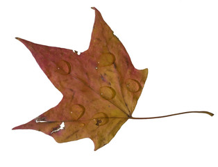 Naklejka premium wet leaf
