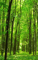 Fototapeta premium forest