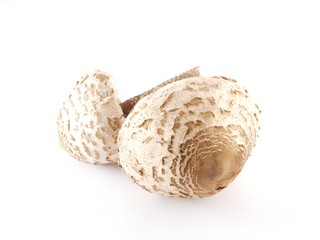Fresh mushroom on isolated background