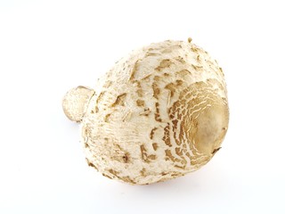 Fresh mushroom on isolated background