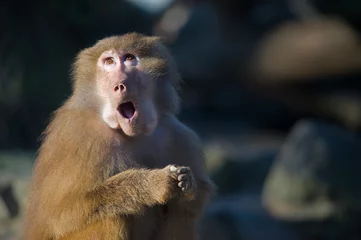 Photo sur Plexiglas Singe singe babouin drôle