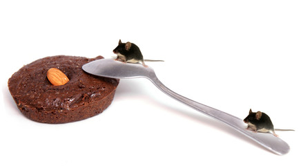 petite souris gourmande