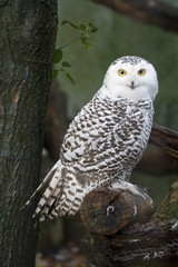 snow owl