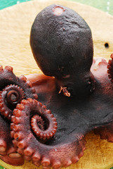 Polpo - Octopus vulgaris