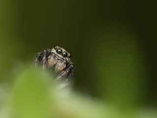 Jumping spider