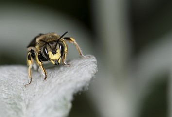 Bee