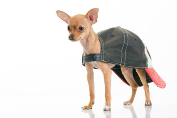 Cute little dog in cap