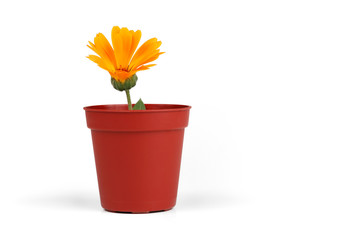 Daisy in a Pot