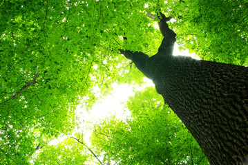 green leaves