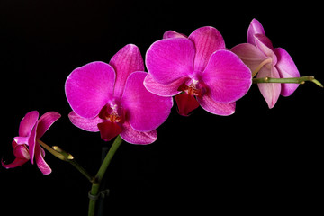 Pink orchid on a black background