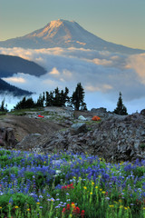 Wildflowers, tents, Mt. Adams