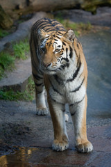 tiger