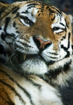 close-up of a tiger
