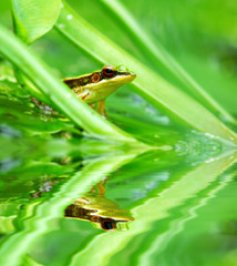 green frog in a pond