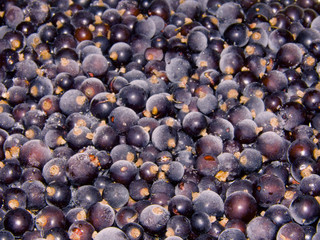 Currant berries frozen