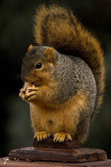 Fox Squirrel Eating A Nut