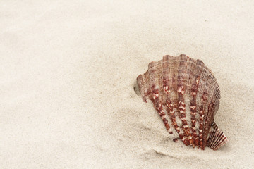 Shell