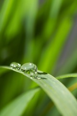 drops with green grass
