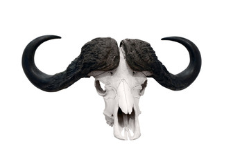 Fototapeta premium african wild bull skull isolated