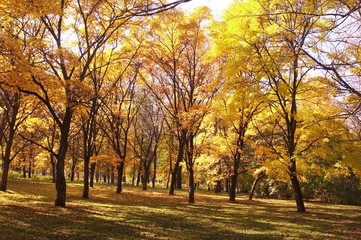 autumn, fall background