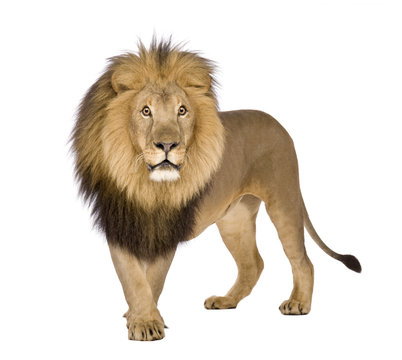 Lion (8 years) - Panthera leo © Eric Isselée