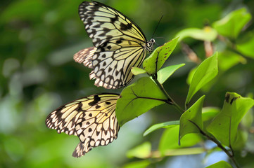 Pair of white tree nymphs in a tree
