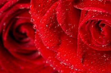 Macro image of dark red rose with water droplets.
