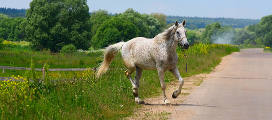 white horse