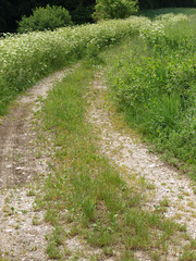 Obraz premium Feldweg