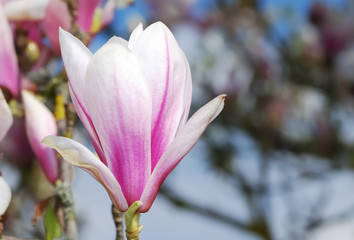 Magnolia