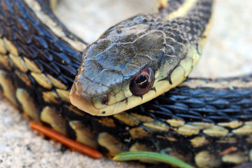 Garter Snake close up