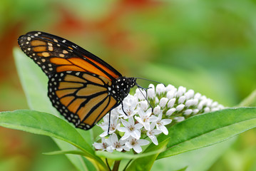 Fototapeta na wymiar Motyl monarcha na białych kwiatów