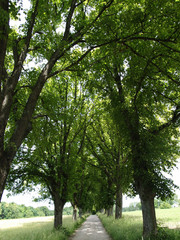 Obraz premium Baumallee