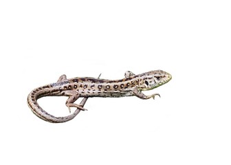 lizard on white background