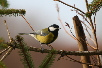 Fototapeta premium Kohlmeise