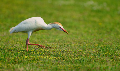 Cattle Egret