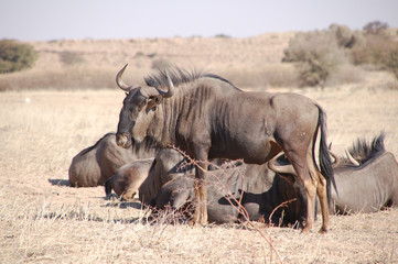 Obraz premium Streifengnu