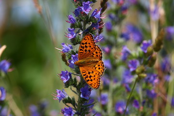 fritillary